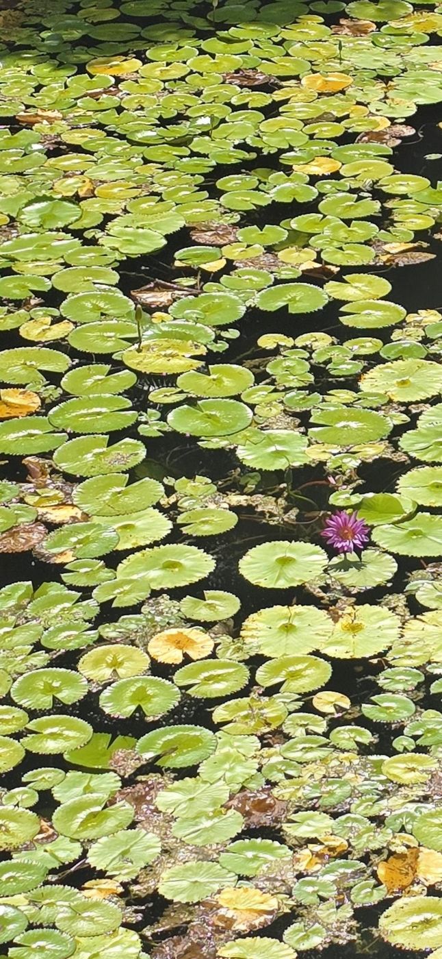 Lily pads, one bloom