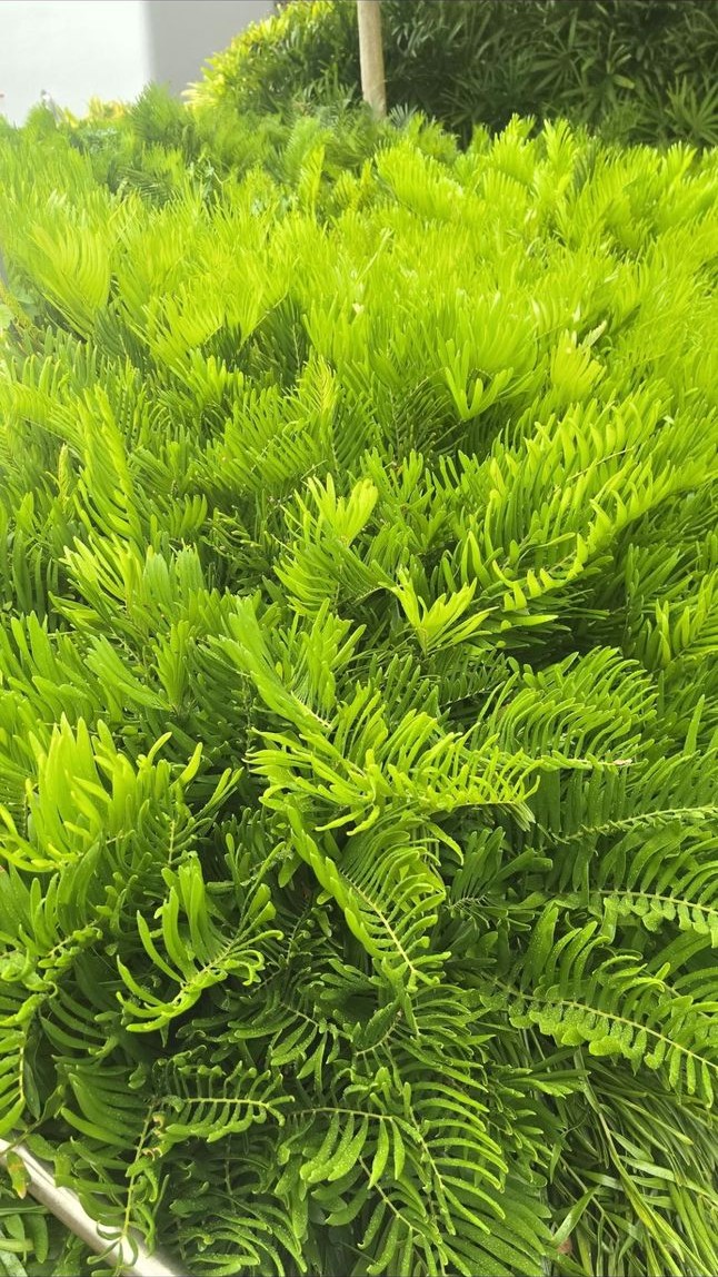The perfect shade of green