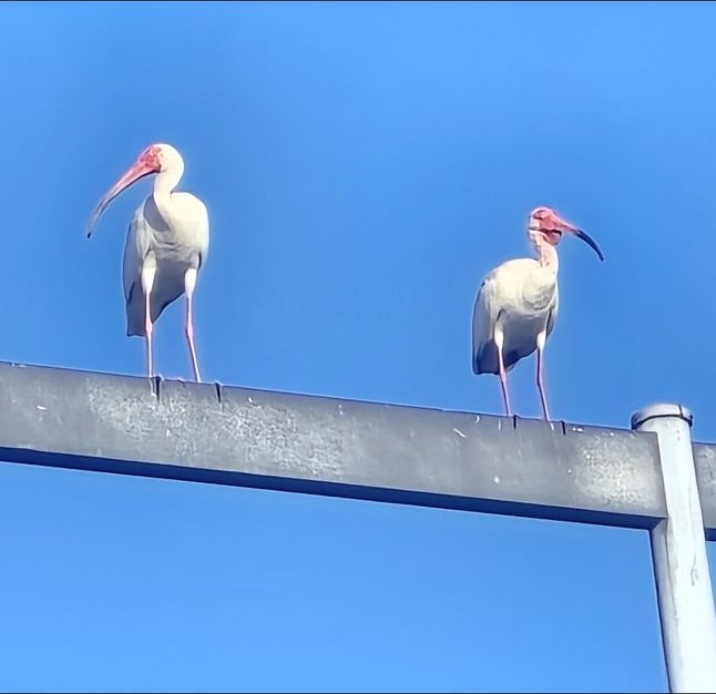 Two on a beam