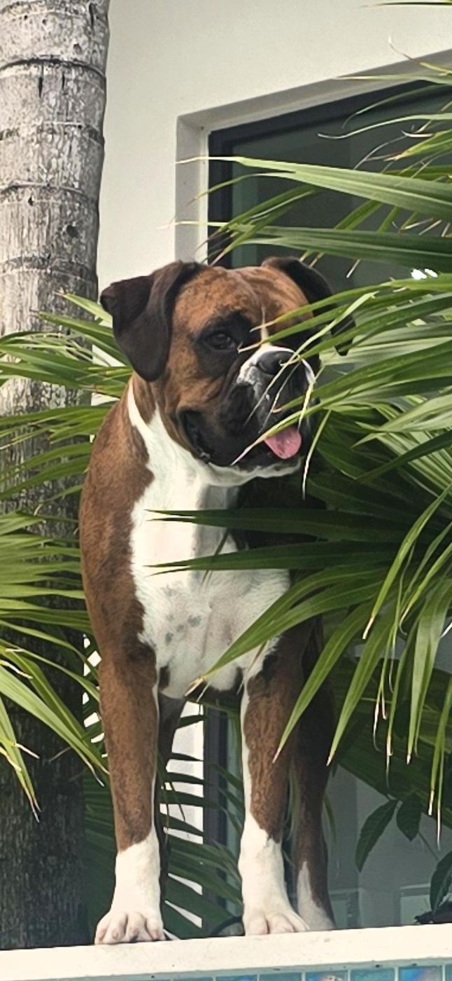 Ivy