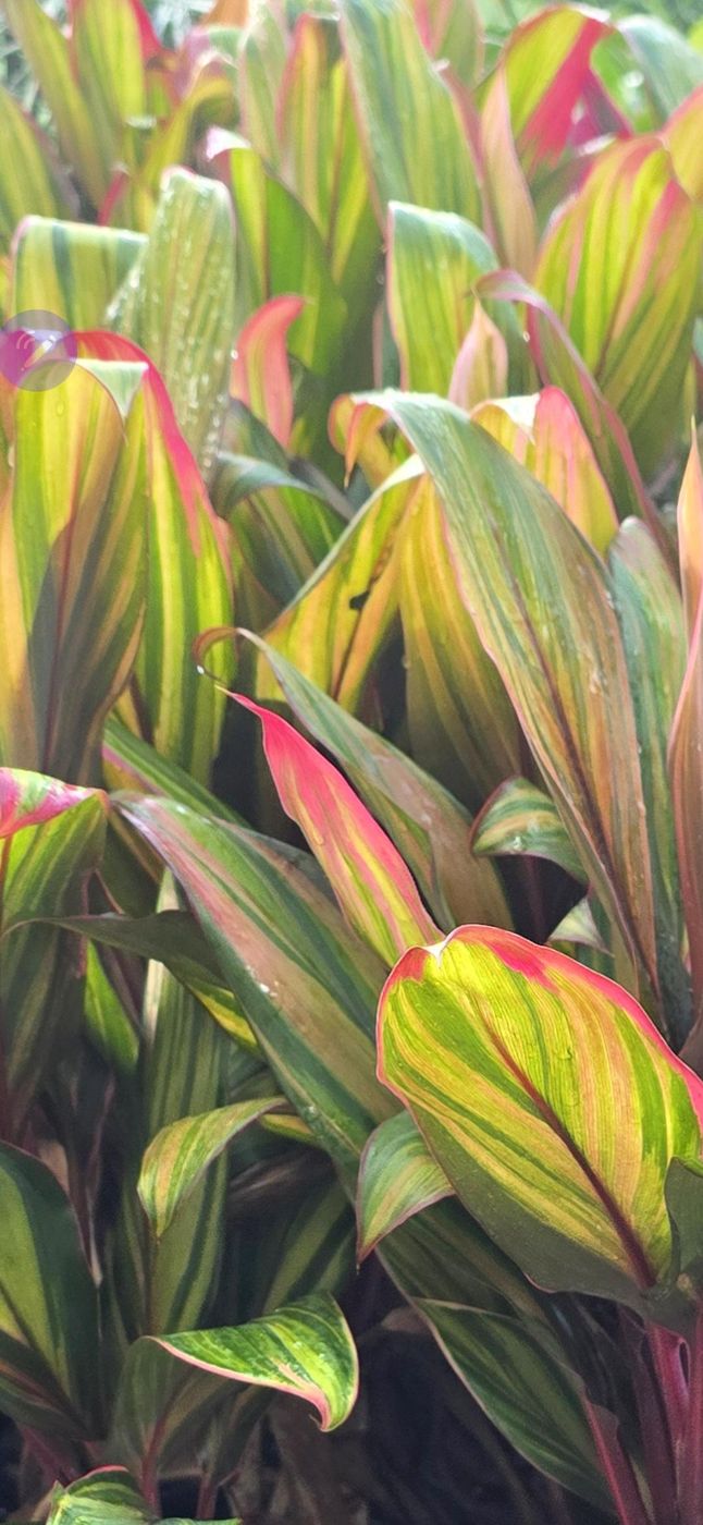 Cordyline