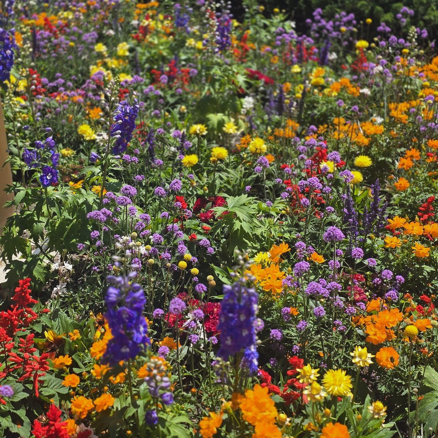 A wall of wildflowers