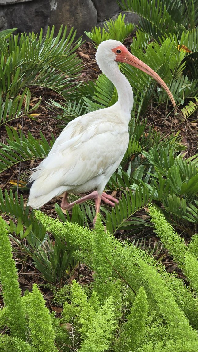 White ibis in the ferns